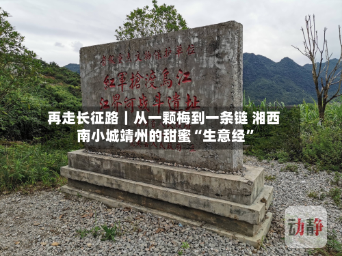 再走长征路｜从一颗梅到一条链 湘西南小城靖州的甜蜜“生意经”-第2张图片