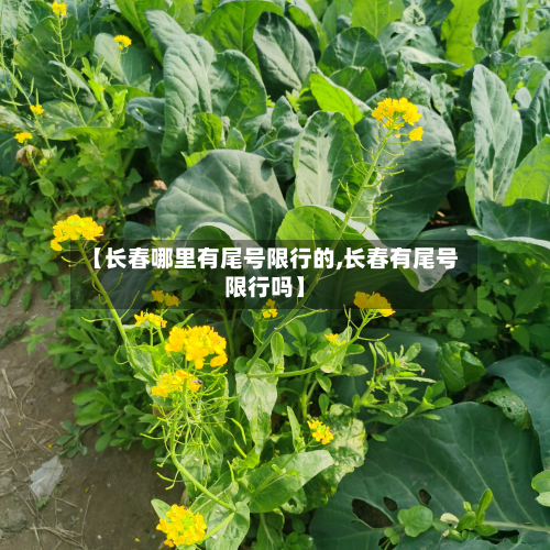 【长春哪里有尾号限行的,长春有尾号限行吗】