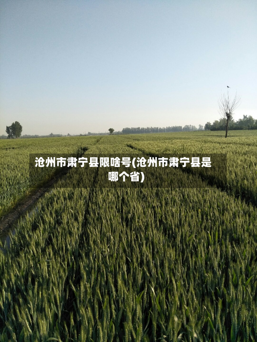沧州市肃宁县限啥号(沧州市肃宁县是哪个省)