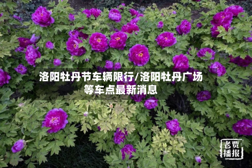 洛阳牡丹节车辆限行/洛阳牡丹广场等车点最新消息